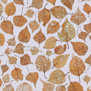 Fall Leaves Random Wallpaper