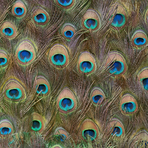 Peacock Tail Feathers Wallpaper
