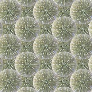 Sea Urchin Wallpaper