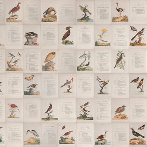 Zoology Pattern Wallpaper